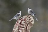 Gray Jays feasting on a deer carcass in Sax-Zim Bog