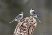 Gray Jays feasting on a deer carcass in Sax-Zim Bog