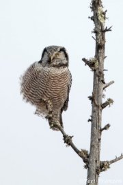 Northern Hawk Owl of Sax-Zim Bog