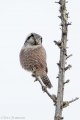 Northern Hawk Owl of Sax-Zim Bog