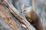 American Marten of Sax-Zim Bog