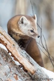 American Marten of Sax-Zim Bog