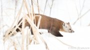 American Marten of Sax-Zim Bog