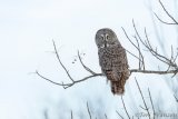 Great Gray Owl of Sax-Zim Bog