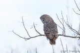 Great Gray Owl of Sax-Zim Bog
