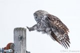 Great Gray Owl of Sax-Zim Bog