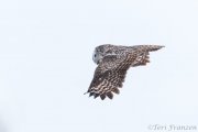 Great Gray Owl of Sax-Zim Bog