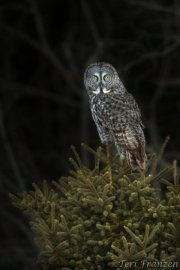 Great Gray Owl of Sax-Zim Bog
