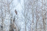 Great Gray Owl of Sax-Zim Bog