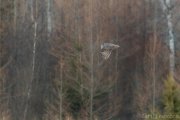 Great Gray Owl of Sax-Zim Bog