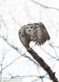 Barred Owl of Sax-Zim Bog