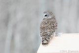 Barred Owl of Sax-Zim Bog