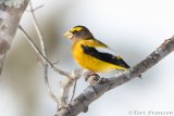 Evening Grosbeak of Sax-Zim Bog