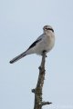 Northern Shrike of Sax-Zim Bog