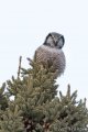 Northern Hawk Owl of Sax-Zim Bog