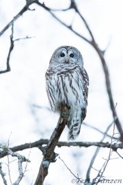 Barred Owl of Sax-Zim Bog