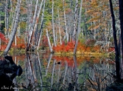 Fire in the Bog