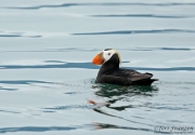 Tufted Puffin in Glacier Bay, Alaska