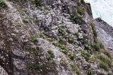 Black-legged Kittiwakes