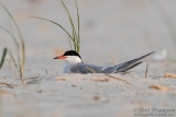 Nesting Common Tern