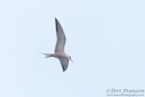 Common Tern