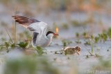 Common Tern attacking nestling