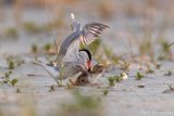 Common Tern attacking nestling