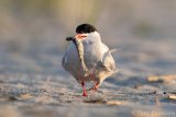 Common Tern with Dinner for its nestling