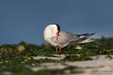 Morning Light on a Common Tern