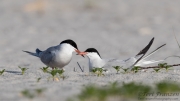 Nesting Common Terns