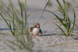 Common Tern Hatchling