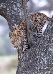 African Leopard