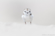 Ethereal Plover