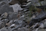 Spotted Sandpiper Chick