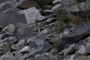 Spotted Sandpiper Chick