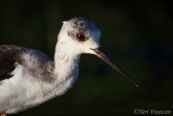 Black-winged Stilt