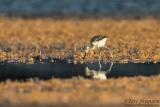 Young Black-necked Stilt