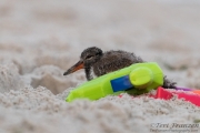 Shy Young American Oystercatcher