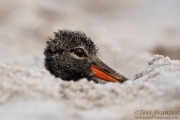 Shy Young American Oystercatcher