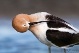 American Avocet