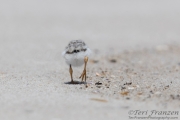 Cotton Ball with Legs