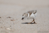 Piping Plover