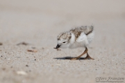 Piping Plover