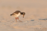 Young American Oystercatcher