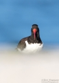 American Oystercatcher