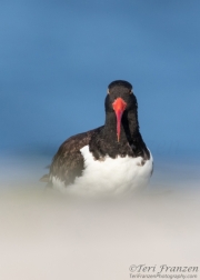 American Oystercatcher