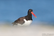 American Oystercatcher