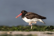 American Oystercatcher in lovely morning light