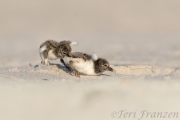 American Oystercatchers