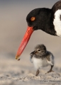 American Oystercatchers